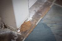 Pro Pest Control Townsville image 10